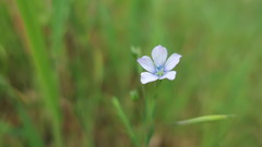 Linum bienne