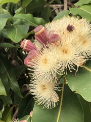Corymbia ptychocarpa ptychocarpa