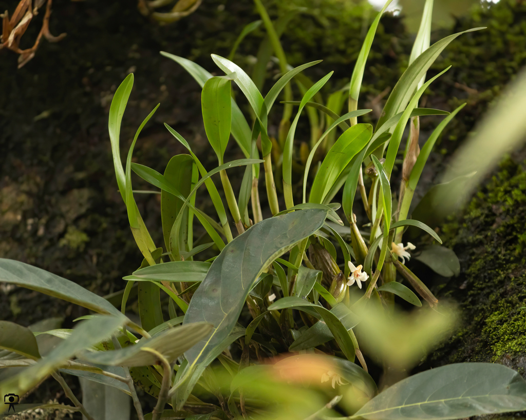 Dendrobium nodosum Dalzell 4