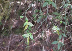 Vaccinium japonicum lasiostemon