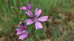 Malva sylvestris