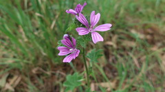 Malva sylvestris
