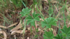 Malva sylvestris