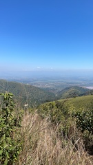 Cyphostemma simulans