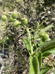 Cyphostemma simulans