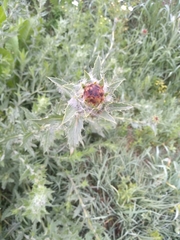 Carthamus caeruleus
