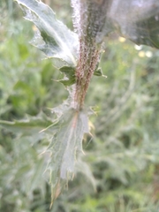 Carthamus caeruleus