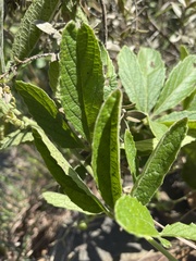 Cyphostemma simulans