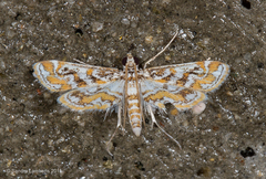 Parapoynx diminutalis
