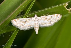 Parapoynx diminutalis