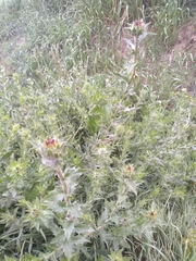 Carthamus caeruleus