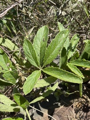 Cyphostemma simulans