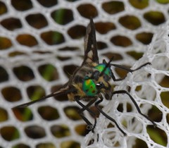Chrysops nigripes