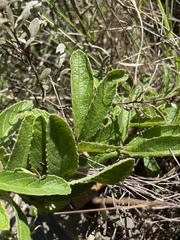 Cyphostemma simulans