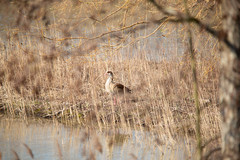 Alopochen aegyptiaca