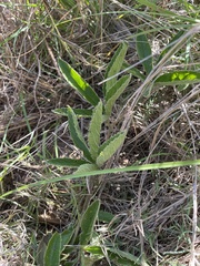 Cyphostemma simulans