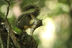 Sciurus aestuans ingrami
