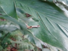 Drapetodes mitaria