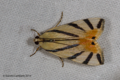 Dichogama prognealis