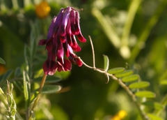 Vicia benghalensis
