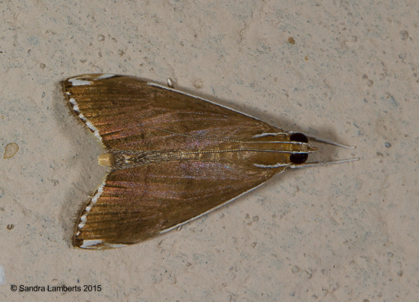 Trischistognatha palindialis