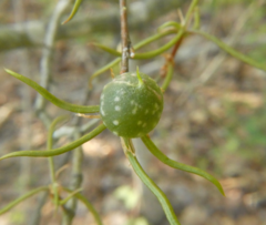 Dryocosmus quercuslaurifoliae