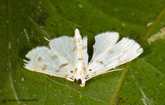 Neurophyseta