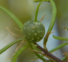 Dryocosmus quercuslaurifoliae