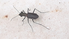 Odontochilina