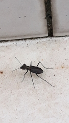 Odontochilina