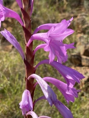 Watsonia pulchra