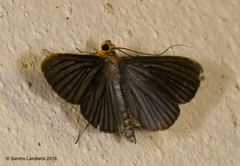 Cirrhocephalina eucharisalis