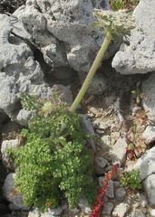 Daucus carota hispanicus