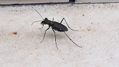 Odontochilina