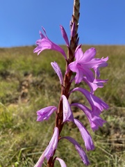 Watsonia pulchra