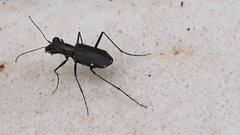 Odontochilina