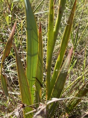 Watsonia pulchra