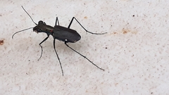Odontochilina