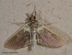 Apilocrocis novateutonialis