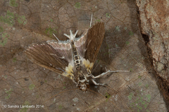 Apilocrocis novateutonialis