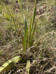Watsonia pulchra