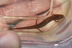 Carolina Sandhills Salamander photo 4