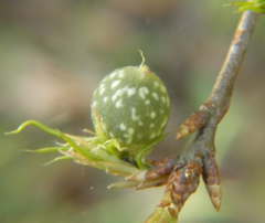 Dryocosmus quercuslaurifoliae