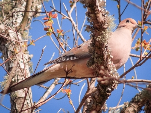 Mourning Dove photographed in Georgia