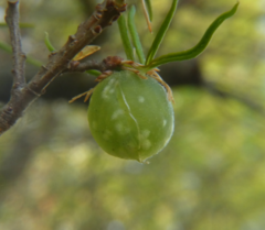 Dryocosmus quercuslaurifoliae