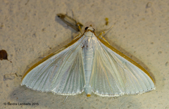 Diaphania costata