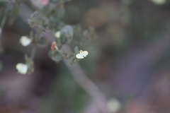 Carlowrightia arizonica