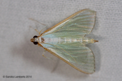 Diaphania costata