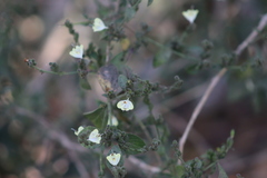 Carlowrightia arizonica