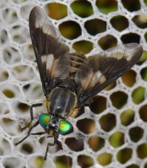 Chrysops nigripes